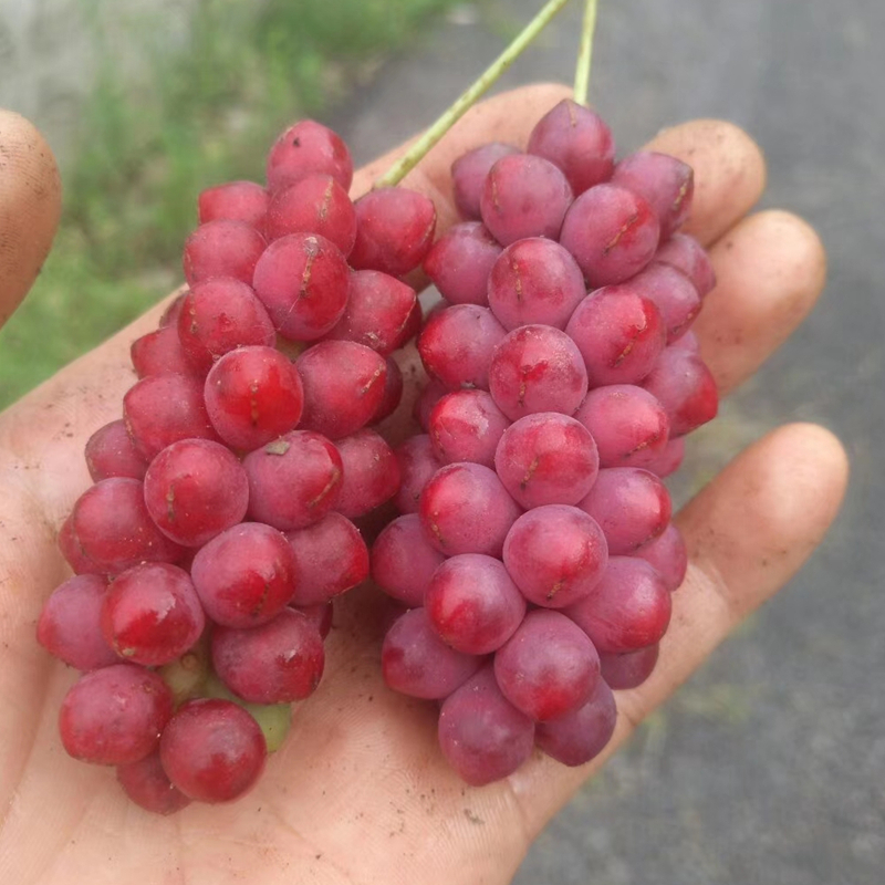 水飞蓟可以和维生素一起吃吗