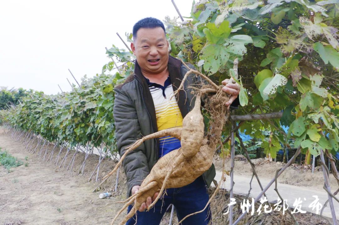 松花粉蜂蜜的功效与作用  第3张