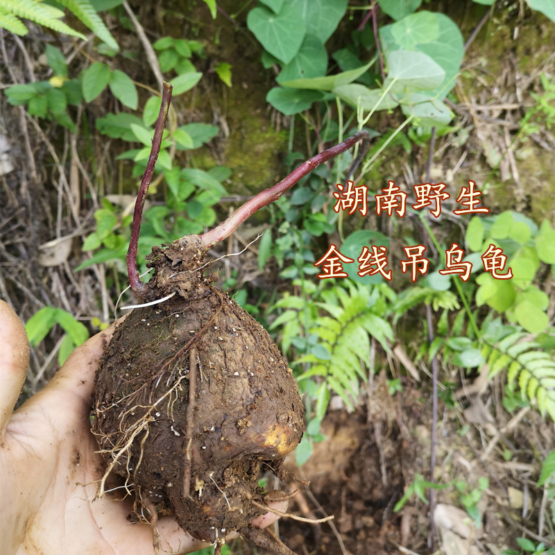 柑橘多酚的功效与作用