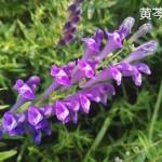 桂枝加附子汤医案——阳虚外感，半身汗闭，半身汗多，大汗亡阳证  第1张