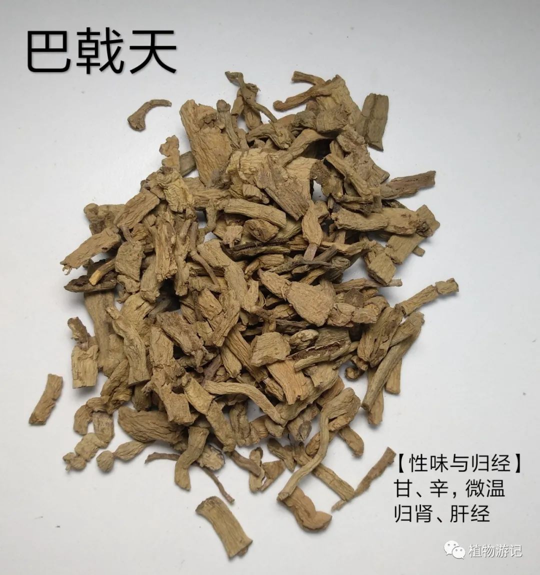 女贞子墨旱莲泡水喝的用量  第5张