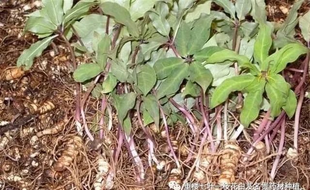 绞股蓝和桑叶可以一起泡水喝吗  第2张