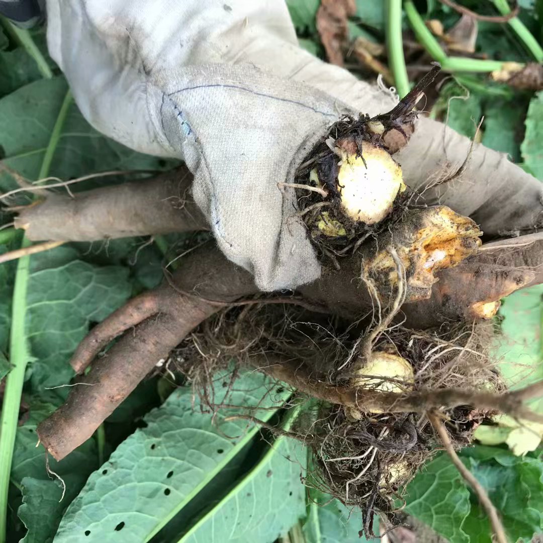 罗汉果菊花含片