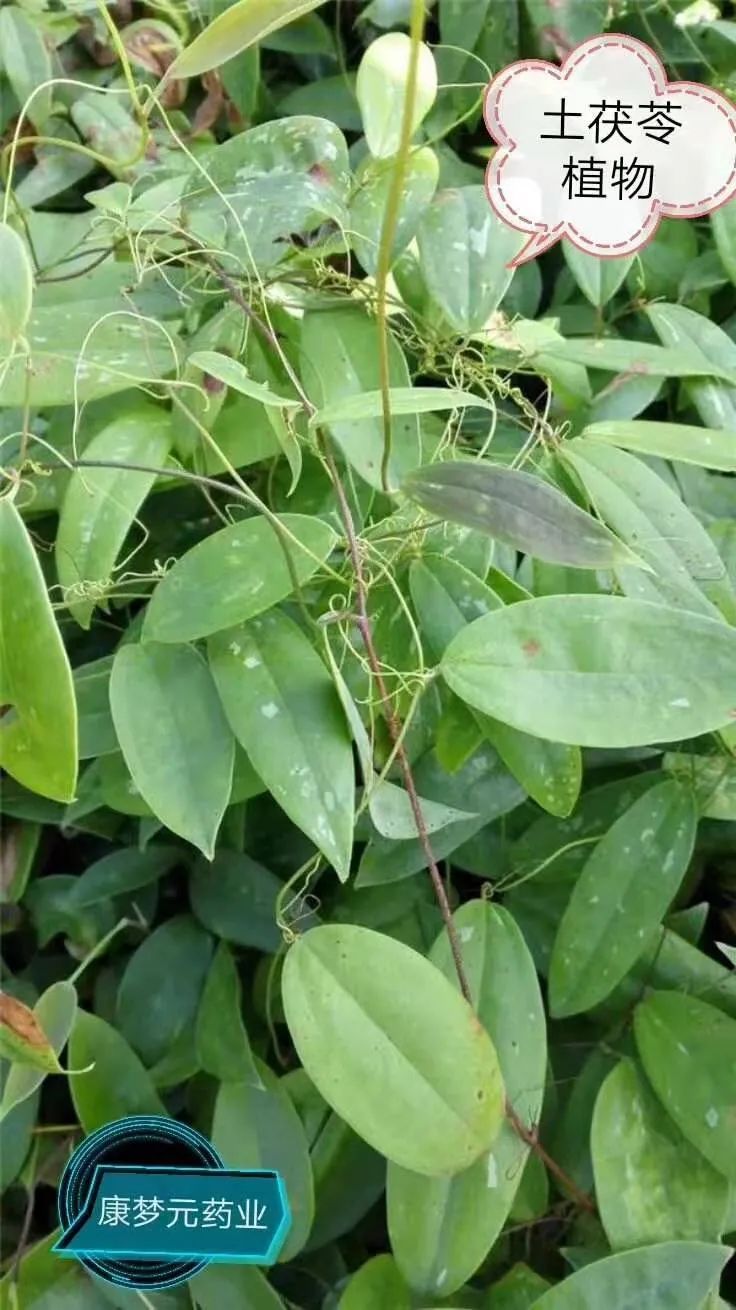 菊花枸杞茶能补肾吗