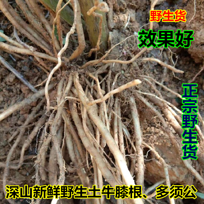 雷允上冬虫夏草粉