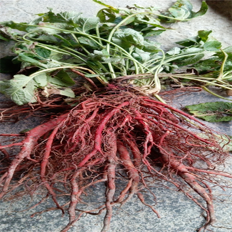 文玩核桃最新价格