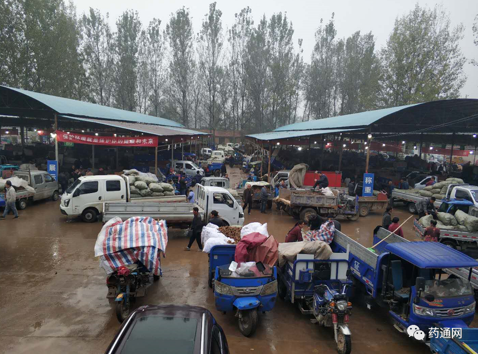 红豆杉盆景种植方法
