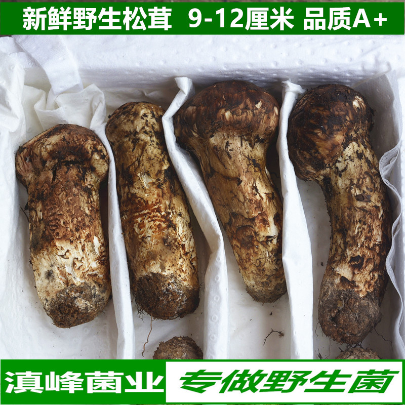虫草泡开水喝有什么好处