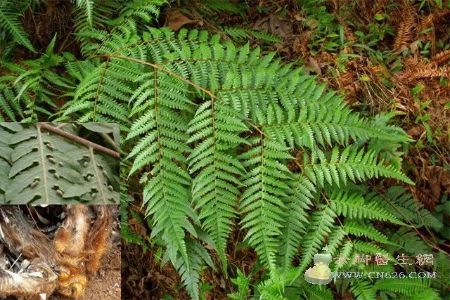 猫爪草治疗甲状腺结