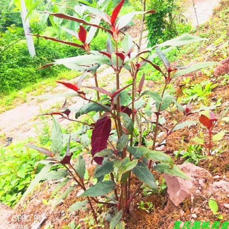 仿野生种植重楼