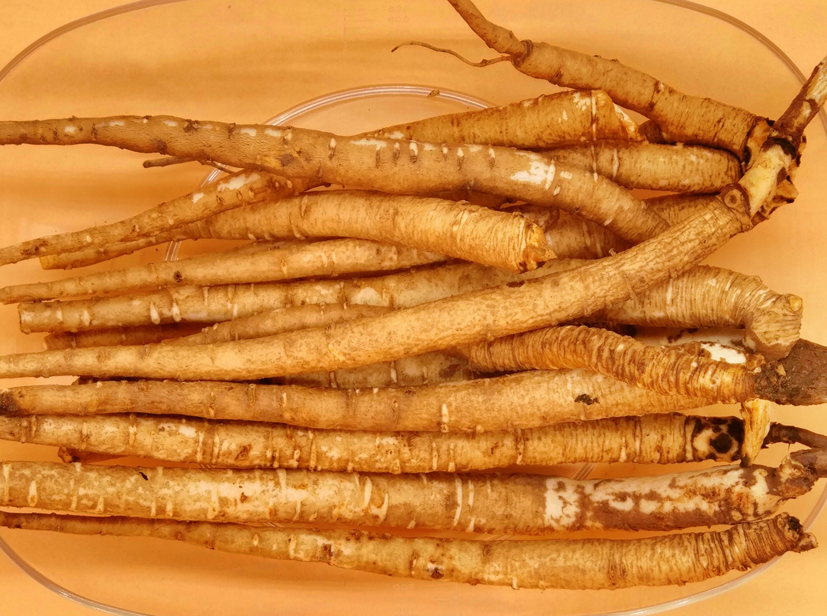 黑苦荞茶全株型