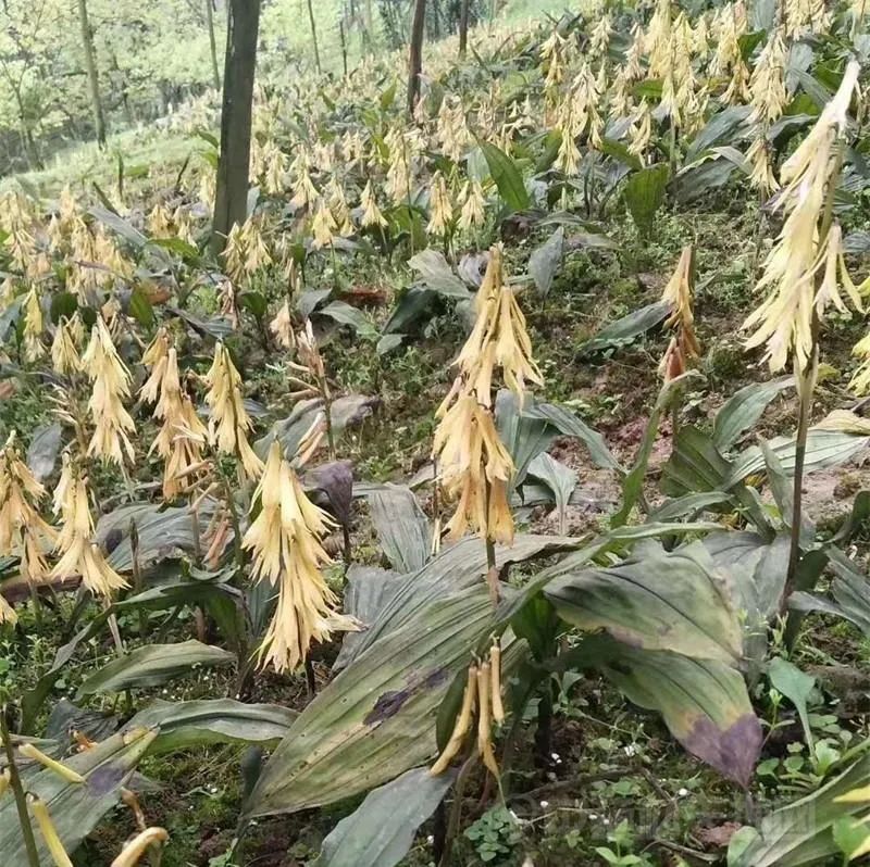 藏红花泡水一周喝几次