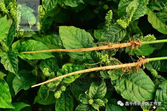 油炸排骨怎么样