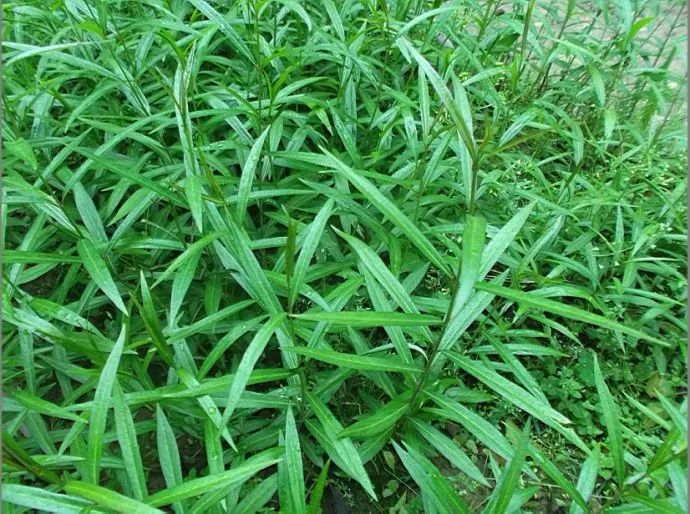 菊花茶属于凉茶吗