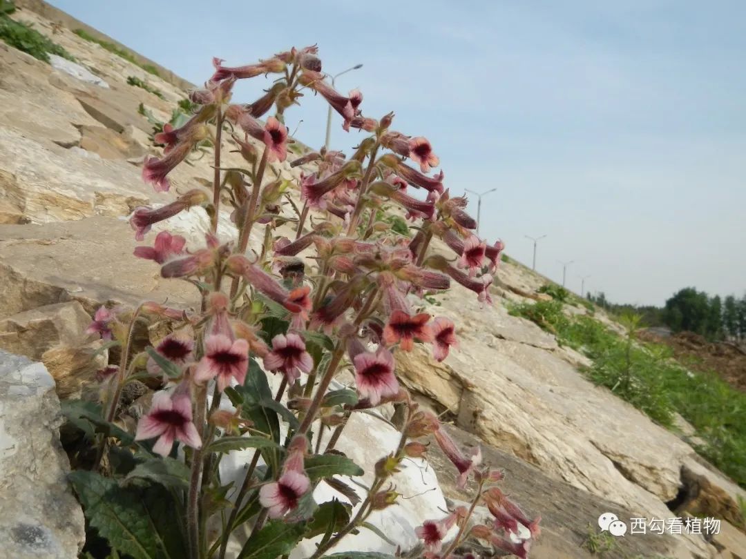 白桦茸和茶叶一起泡