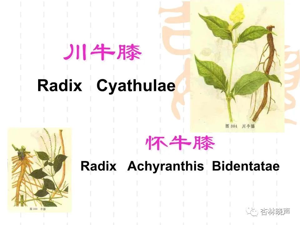 白毫银针保存温度