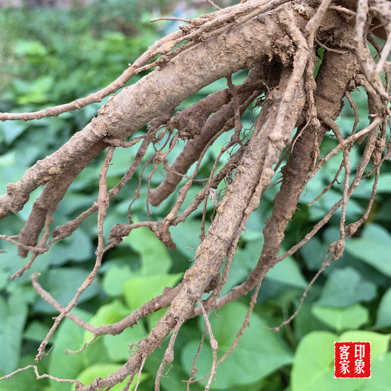 山药鸽子汤的做法与功效