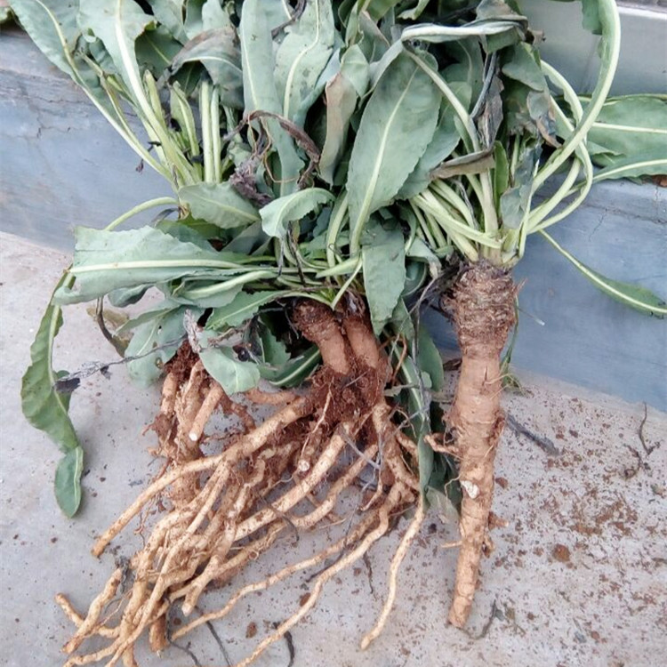 香菇猪肉白菜饺子馅