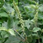 枸杞绿茶菊花茶