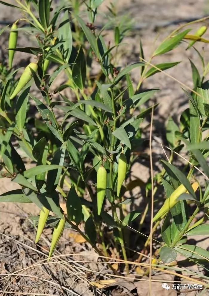 菊花西洋参枸杞大枣茶