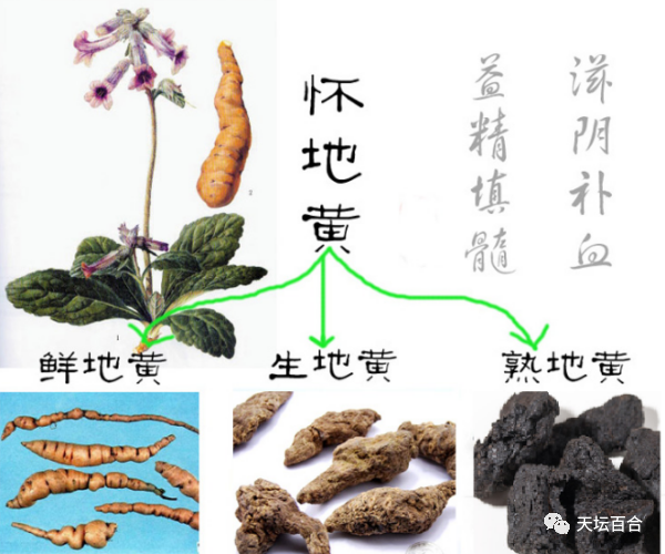 麦冬现在价格是多少钱一斤