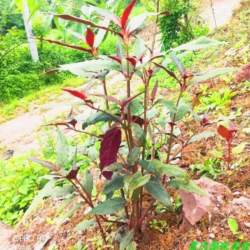高血压可以喝柠檬红茶吗