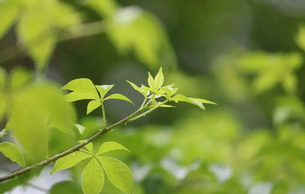 旱半夏种子怎么保存