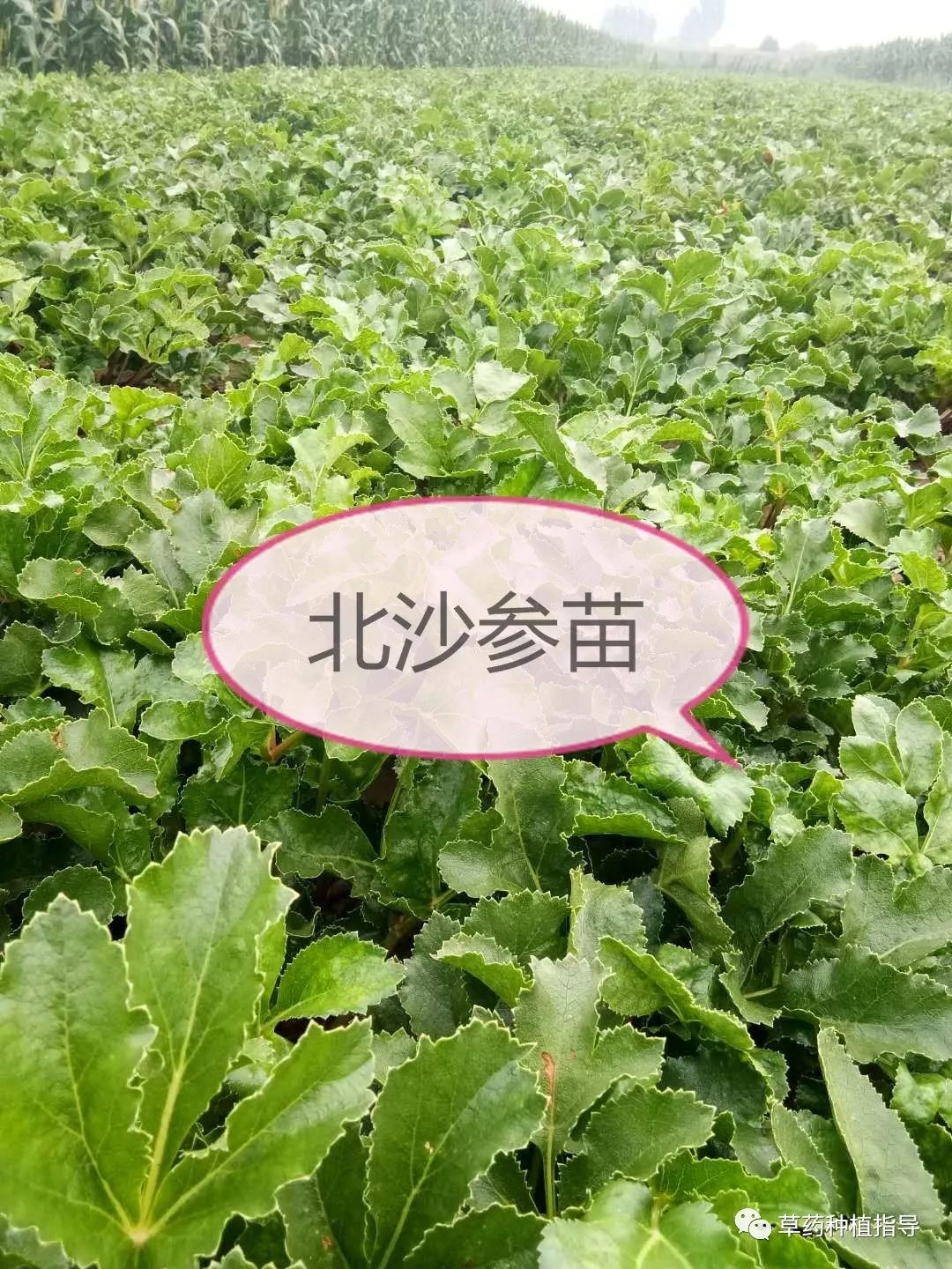 日常生活如何祛斑