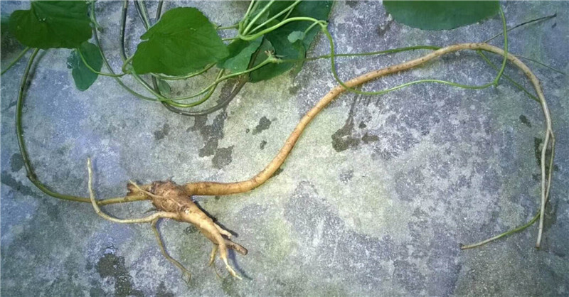 枸杞可以和花茶一起喝吗