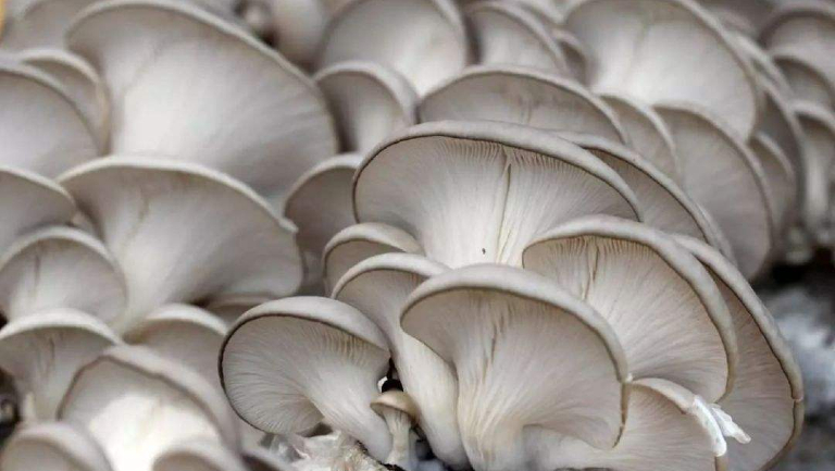 肺炎能不能吃平菇
