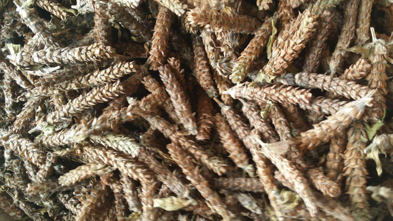 房颤能不能吃夏枯草