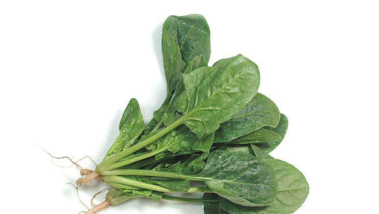 肺纤维化能不能吃菠菜