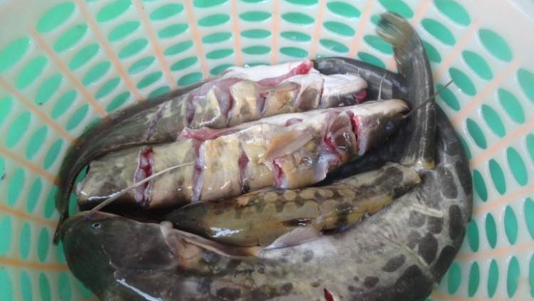 大咯血能不能吃鲶鱼