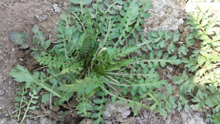 动脉粥样硬化能不能吃荠菜