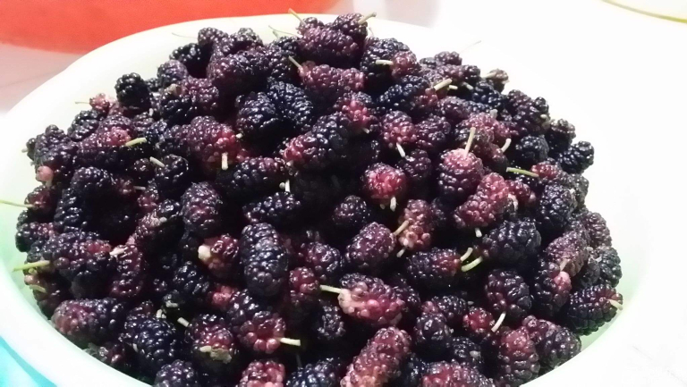 产后出血能不能吃桑椹