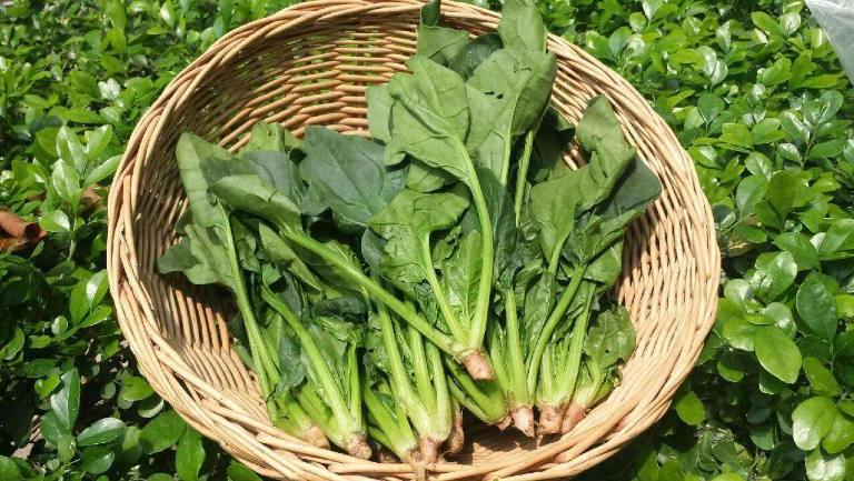 抽动症能不能吃菠菜