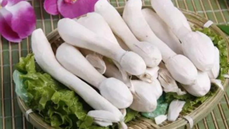 病毒性肺炎能不能吃鸡腿菇