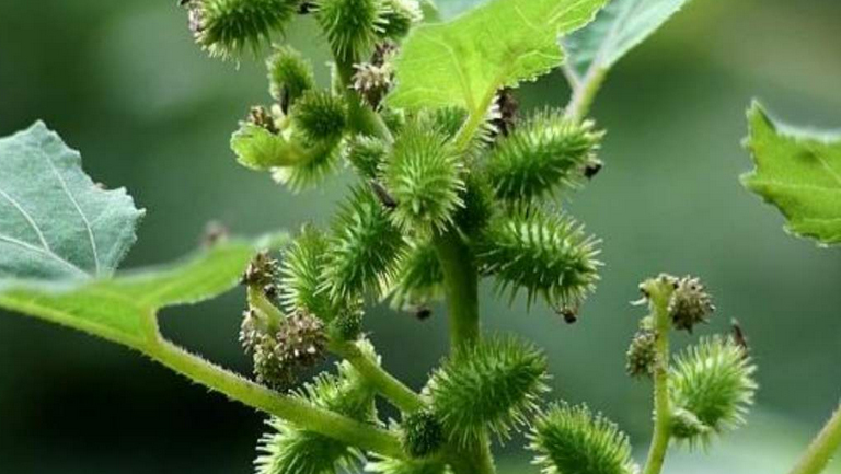 苍耳的功效与作用、禁忌和食用方法