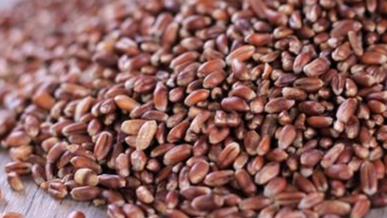 黑小麦的功效与作用、禁忌和食用方法