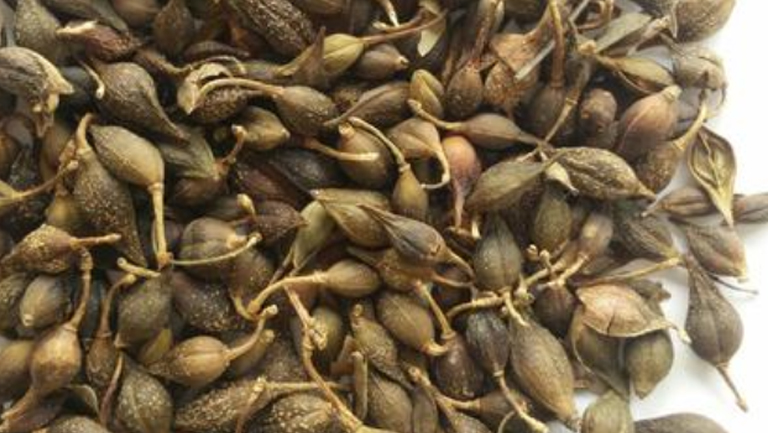 青连翘的功效与作用、禁忌和食用方法