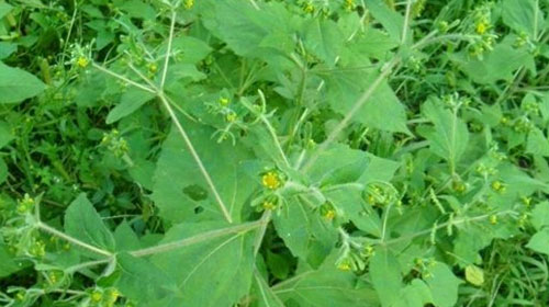 豨莶草的功效与作用、禁忌和食用方法