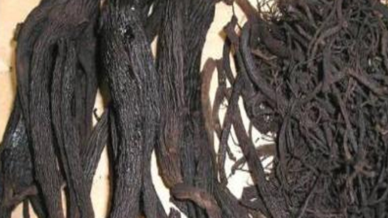 黑人参的功效与作用、禁忌和食用方法