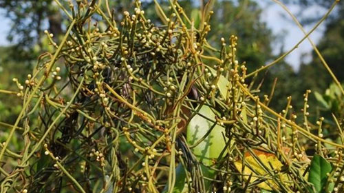 无根藤的功效与作用、禁忌和食用方法