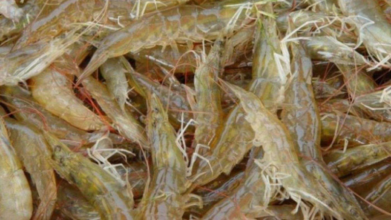 鼻疾病能不能吃鲜虾