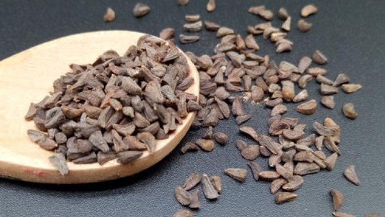 骆驼蓬的功效与作用、禁忌和食用方法