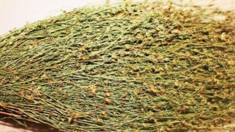 田基王的功效与作用、禁忌和食用方法