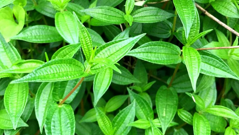 糯米藤的功效与作用、禁忌和食用方法