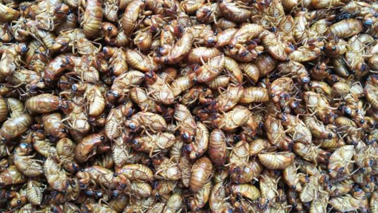 知了猴的功效与作用、禁忌和食用方法