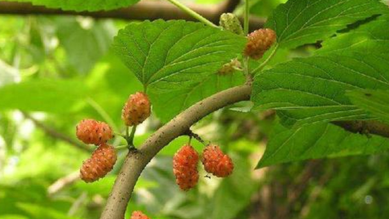 桑葚叶的功效与作用、禁忌和食用方法