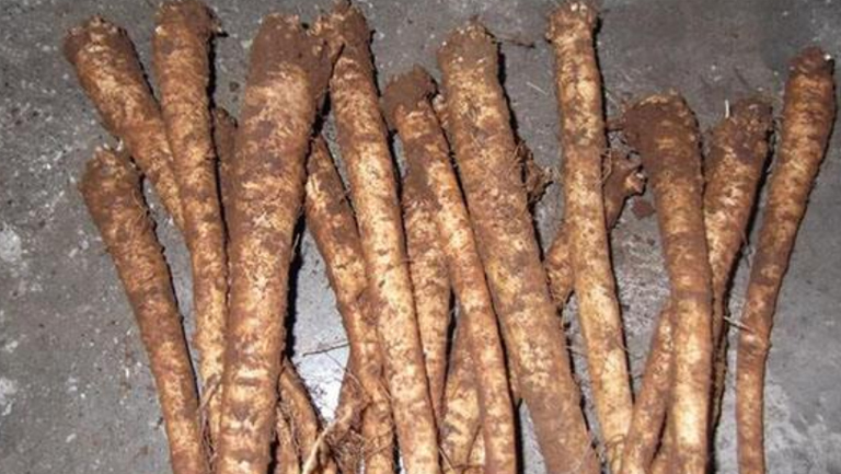 臭参的功效与作用、禁忌和食用方法